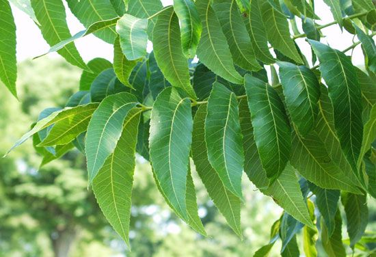 Five Mile Creek Greenway